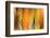 Tangerine and Cream-Andrew Michaels-Framed Photographic Print