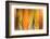 Tangerine and Cream-Andrew Michaels-Framed Photographic Print