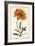 Tangerine Floral I-Curtis-Framed Art Print