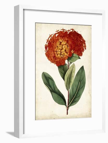 Tangerine Floral II-Curtis-Framed Art Print