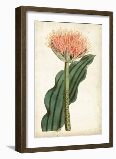 Tangerine Floral III-Curtis-Framed Art Print