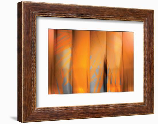 Tangerine on Grey-Andrew Michaels-Framed Photographic Print