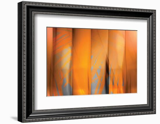 Tangerine on Grey-Andrew Michaels-Framed Photographic Print