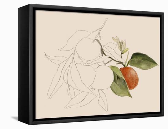 Tangerine Sketch I-Annie Warren-Framed Stretched Canvas