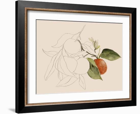 Tangerine Sketch I-Annie Warren-Framed Art Print