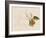 Tangerine Sketch I-Annie Warren-Framed Art Print