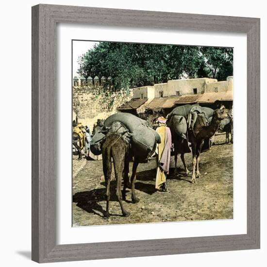 Tangier (Morocco), Camels at the Market (Soko), Circa 1885-Leon, Levy et Fils-Framed Photographic Print