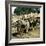 Tangier (Morocco), Camels at the Market (Soko), Circa 1885-Leon, Levy et Fils-Framed Photographic Print