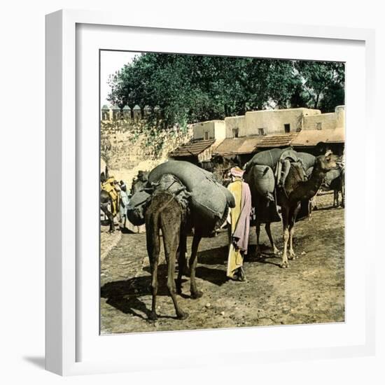 Tangier (Morocco), Camels at the Market (Soko), Circa 1885-Leon, Levy et Fils-Framed Photographic Print