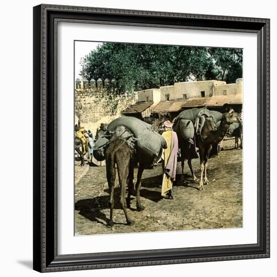 Tangier (Morocco), Camels at the Market (Soko), Circa 1885-Leon, Levy et Fils-Framed Photographic Print