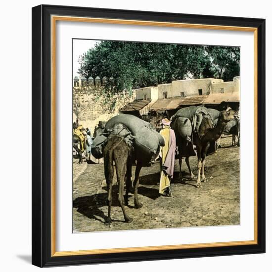 Tangier (Morocco), Camels at the Market (Soko), Circa 1885-Leon, Levy et Fils-Framed Photographic Print