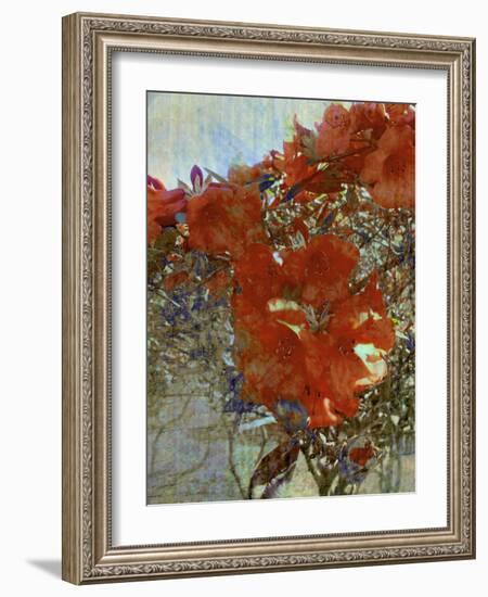 Tangled I-Danielle Harrington-Framed Photographic Print