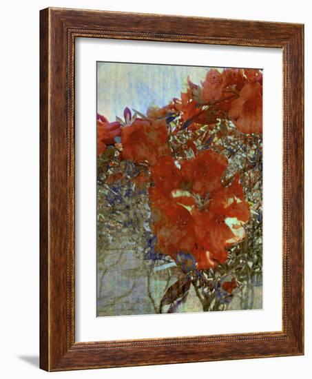 Tangled I-Danielle Harrington-Framed Photographic Print