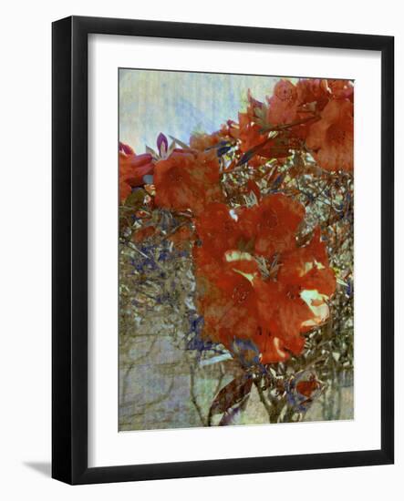 Tangled I-Danielle Harrington-Framed Photographic Print