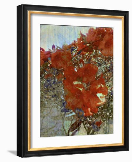 Tangled I-Danielle Harrington-Framed Photographic Print