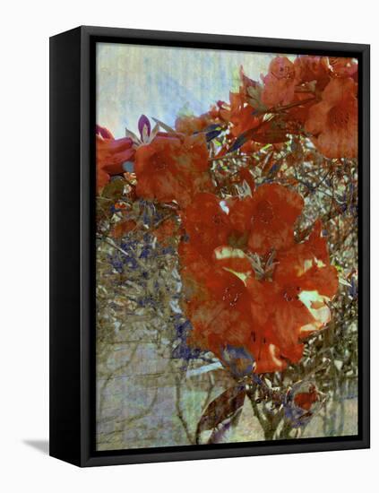 Tangled I-Danielle Harrington-Framed Premier Image Canvas