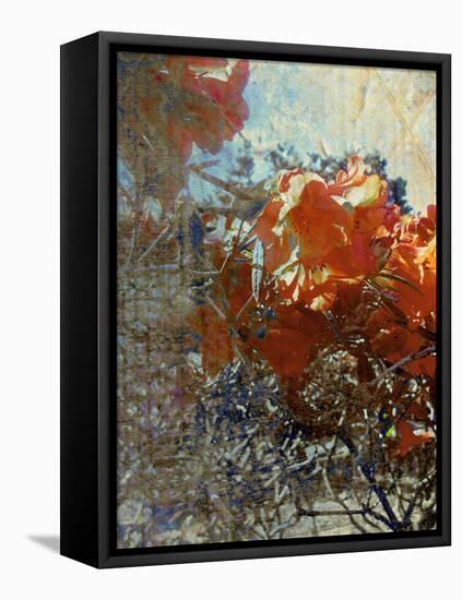 Tangled II-Danielle Harrington-Framed Premier Image Canvas