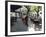 Tango Dancers Dancing for Tips at a Sidewalk Cafe-null-Framed Photographic Print