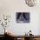 Tango Dancers' Feet, San Miguel De Allende, Mexico-Nancy Rotenberg-Photographic Print displayed on a wall