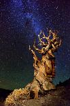 Bristlecone Pine-Tanja Ghirardini-Stretched Canvas