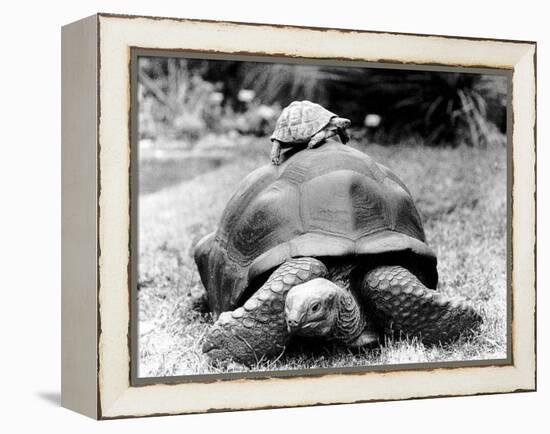 Tank the Giant Tortoise, London Zoo, 180 Kilos, 80 Years Old, on Top is Tiki a Small Tortoise-null-Framed Premier Image Canvas