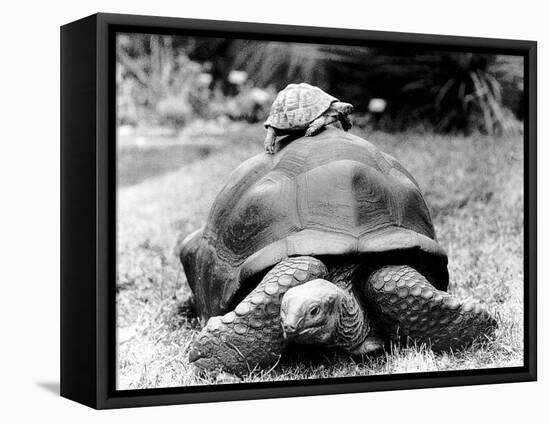 Tank the Giant Tortoise, London Zoo, 180 Kilos, 80 Years Old, on Top is Tiki a Small Tortoise-null-Framed Premier Image Canvas