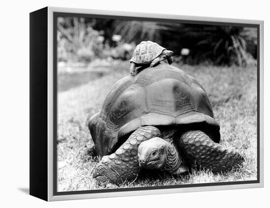 Tank the Giant Tortoise, London Zoo, 180 Kilos, 80 Years Old, on Top is Tiki a Small Tortoise-null-Framed Premier Image Canvas