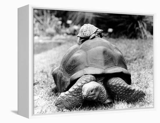 Tank the Giant Tortoise, London Zoo, 180 Kilos, 80 Years Old, on Top is Tiki a Small Tortoise-null-Framed Premier Image Canvas
