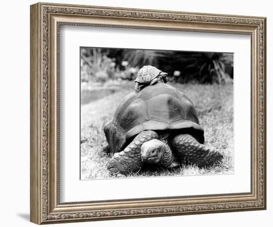 Tank the Giant Tortoise, London Zoo, 180 Kilos, 80 Years Old, on Top is Tiki a Small Tortoise--Framed Photographic Print