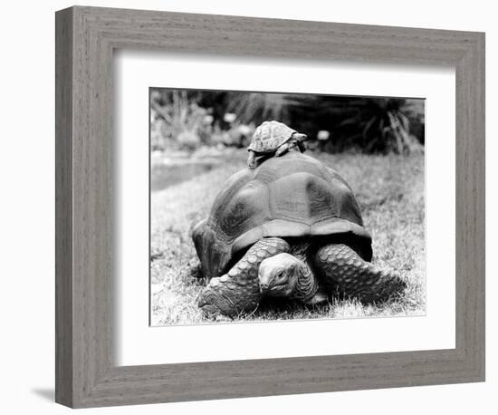 Tank the Giant Tortoise, London Zoo, 180 Kilos, 80 Years Old, on Top is Tiki a Small Tortoise-null-Framed Photographic Print