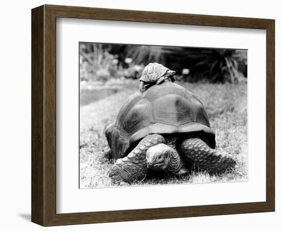 Tank the Giant Tortoise, London Zoo, 180 Kilos, 80 Years Old, on Top is Tiki a Small Tortoise--Framed Photographic Print