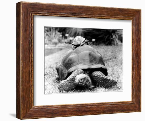 Tank the Giant Tortoise, London Zoo, 180 Kilos, 80 Years Old, on Top is Tiki a Small Tortoise--Framed Photographic Print