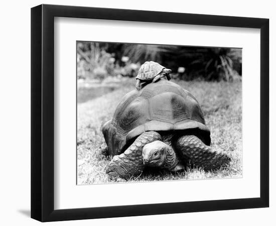 Tank the Giant Tortoise, London Zoo, 180 Kilos, 80 Years Old, on Top is Tiki a Small Tortoise-null-Framed Photographic Print