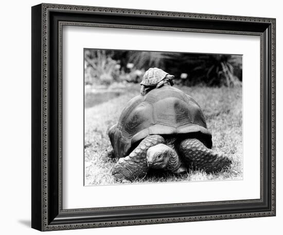 Tank the Giant Tortoise, London Zoo, 180 Kilos, 80 Years Old, on Top is Tiki a Small Tortoise--Framed Photographic Print