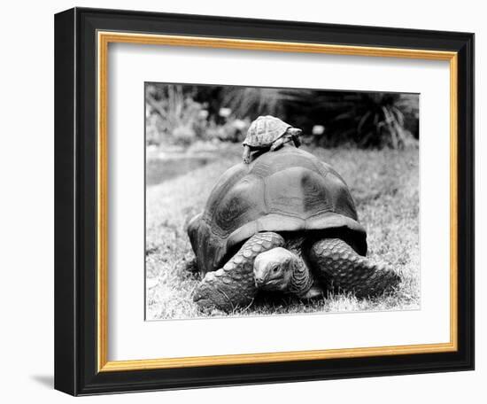 Tank the Giant Tortoise, London Zoo, 180 Kilos, 80 Years Old, on Top is Tiki a Small Tortoise--Framed Photographic Print