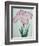 Tanka No-Koe Book of a Pink Iris-Stapleton Collection-Framed Giclee Print