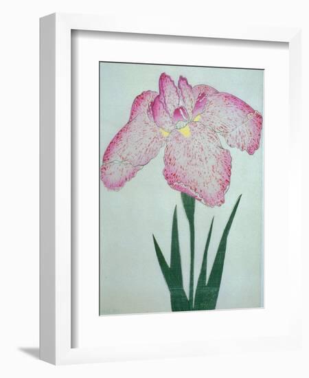 Tanka No-Koe Book of a Pink Iris-Stapleton Collection-Framed Giclee Print