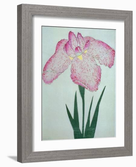 Tanka No-Koe Book of a Pink Iris-Stapleton Collection-Framed Giclee Print