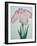 Tanka No-Koe Book of a Pink Iris-Stapleton Collection-Framed Giclee Print