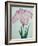 Tanka No-Koe Book of a Pink Iris-Stapleton Collection-Framed Giclee Print