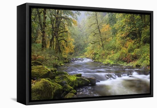 Tanner Creek, Columbia River Gorge, Oregon, USA-Jamie & Judy Wild-Framed Premier Image Canvas