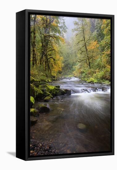 Tanner Creek, Columbia River Gorge, Oregon, USA-Jamie & Judy Wild-Framed Premier Image Canvas