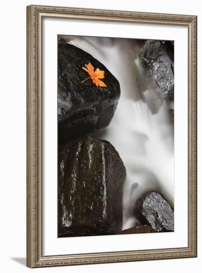 Tanner Creek, Columbia River Gorge, Oregon, USA-Jamie & Judy Wild-Framed Photographic Print