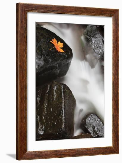 Tanner Creek, Columbia River Gorge, Oregon, USA-Jamie & Judy Wild-Framed Photographic Print