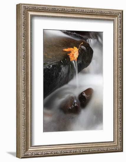 Tanner Creek, Columbia River Gorge, Oregon, USA-Jamie & Judy Wild-Framed Photographic Print