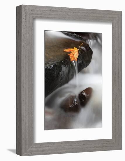 Tanner Creek, Columbia River Gorge, Oregon, USA-Jamie & Judy Wild-Framed Photographic Print