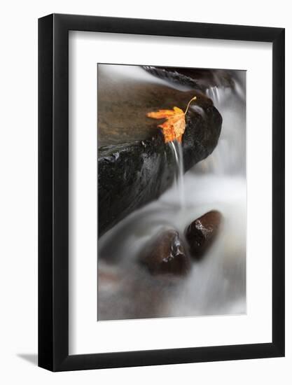 Tanner Creek, Columbia River Gorge, Oregon, USA-Jamie & Judy Wild-Framed Photographic Print