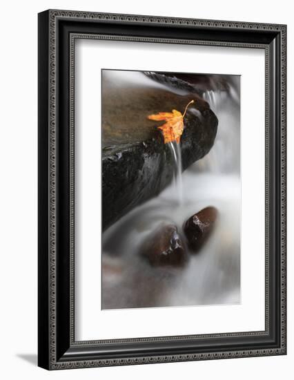 Tanner Creek, Columbia River Gorge, Oregon, USA-Jamie & Judy Wild-Framed Photographic Print