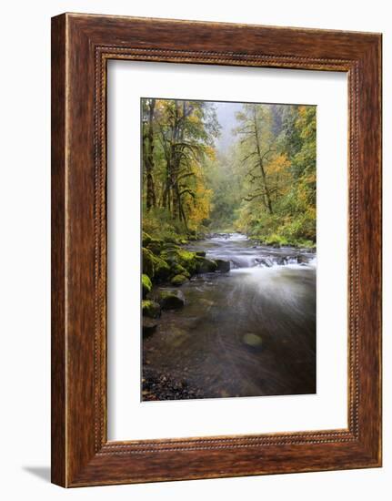 Tanner Creek, Columbia River Gorge, Oregon, USA-Jamie & Judy Wild-Framed Photographic Print