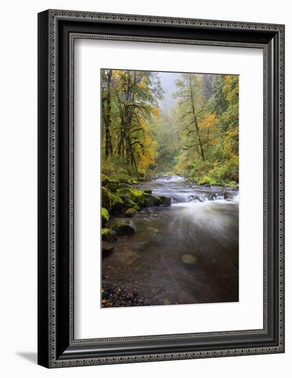 Tanner Creek, Columbia River Gorge, Oregon, USA-Jamie & Judy Wild-Framed Photographic Print